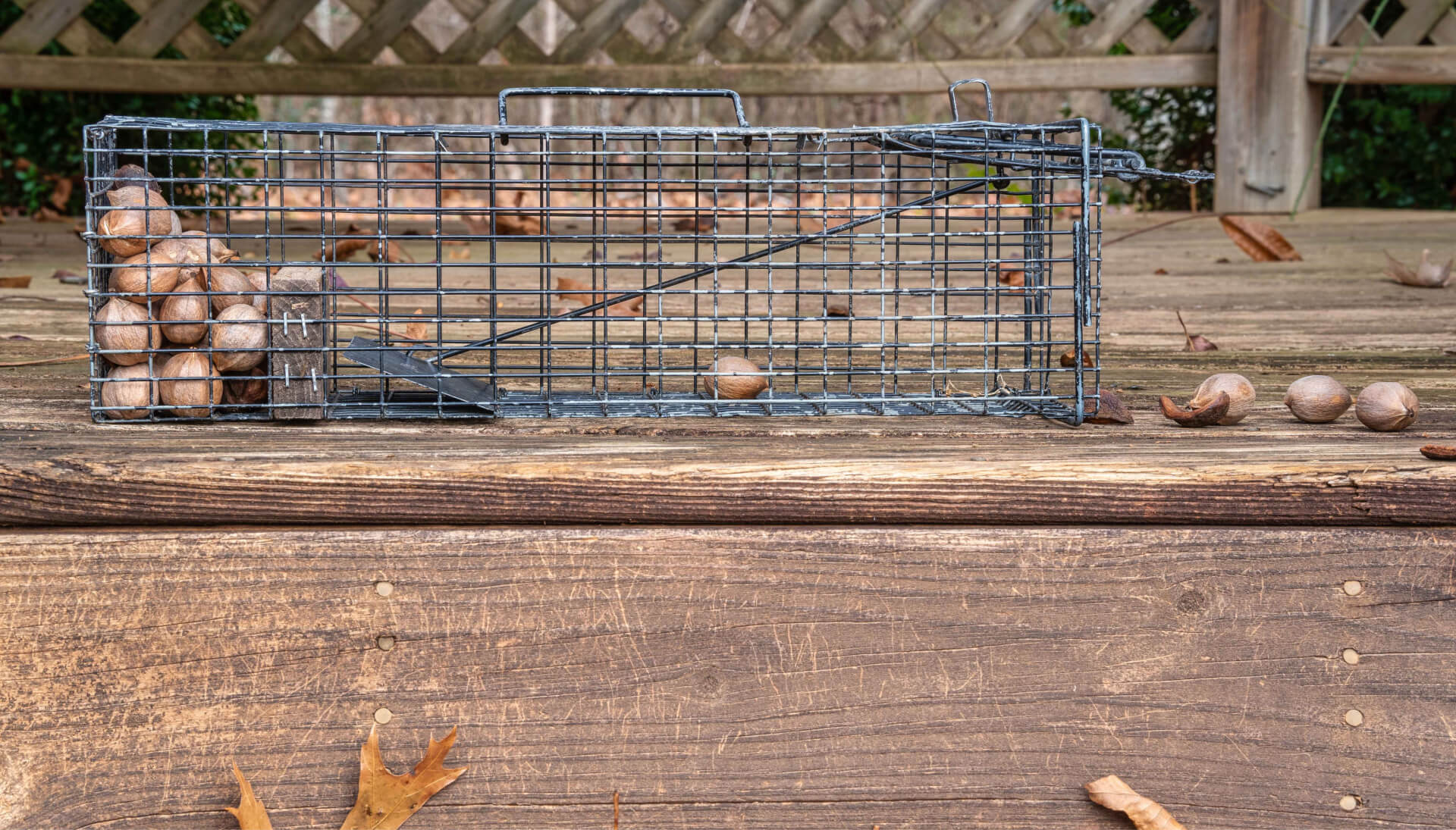 Professional-Wildlife-Control in Lincoln County